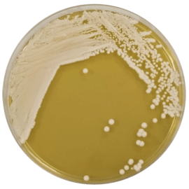 YEAST MOLD AGAR 500 grams/bottle