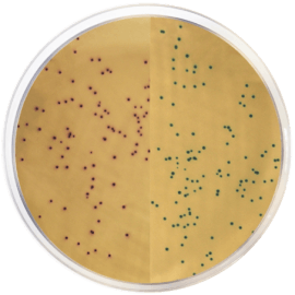 MRSA Agar Modified CHROMOGENIC 500 grams/bottle