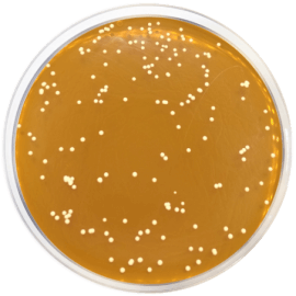 DERMATOPHYTES AGAR BASE 500 grams/bottle