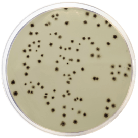 IRON SULPHITE AGAR  (ISO 15213) 500 grams/bottle
