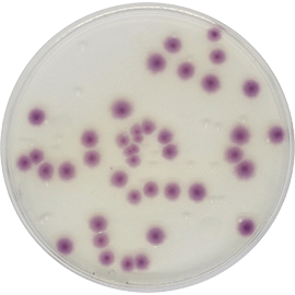 STANDARD METHODS CHROMOGENIC AGAR (PCA) 500 grams/bottle