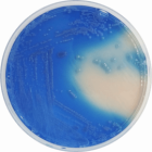 FECAL COLIFORMS AGAR BASE (m-FC) 500 grams/bottle