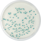 TBX CHROMOGENIC AGAR (ISO 16649-2) 500 grams/bottle