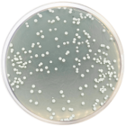 STANDARD METHODS AGAR WITH POWDERED MILK (ISO 4833) 500 grams/bottle