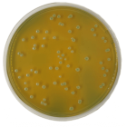 LMDA AGAR (Lee's Multi-Differential Agar) 500 grams/bottle (Store in Chiller, 2°C to 8 °C)