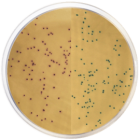 MRSA Agar Modified CHROMOGENIC 500 grams/bottle