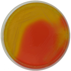 Burkholderia cepacia Selective Agar Base USP 500 grams/bottle