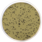TSC AGAR BASE (ISO 7937) 500 grams/bottle