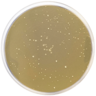 M.R.S. AGAR Low pH 500 grams/bottle