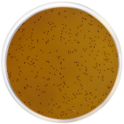 KF STREPTOCOCCAL AGAR with BCP 500 grams/bottle