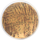 E.COLI ENTEROBACTERIA CHROMOGENIC AGAR 500 grams/bottle