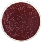 CAMPYLOBACTER AGAR BASE (PRESTON) 500 grams/bottle