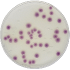 STANDARD METHODS CHROMOGENIC AGAR (PCA) 500 grams/bottle