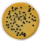 SALMONELLA SHIGELLA AGAR  (S.S.) 500 grams/bottle