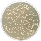 NUTRIENT AGAR (D.E.V. Regulations) 500 grams/bottle