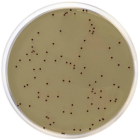 KF STREPTOCOCCAL AGAR 500 grams/bottle