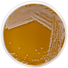 HC Agar Base 500 grams/bottle