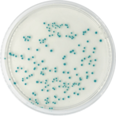 TBX CHROMOGENIC AGAR (ISO 16649-2) 500 grams/bottle