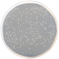 NUTRIENT AGAR with SODIUM CHLORIDE (ISO 21528-1) 500 grams/bottle