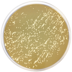 M-DIXON AGAR, 500G/BTL