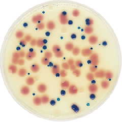 URINARY TRACT INFECTIONS CHROMOGENIC (UTIC) CHROMOGENIC 525 grams/bottle