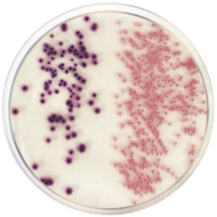 COLIFORMS CHROMOGENIC AGAR (CCA) ISO 9308, 500g/bt 500 grams/bottle