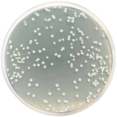 STANDARD METHODS AGAR WITH POWDERED MILK (ISO 4833) 500 grams/bottle