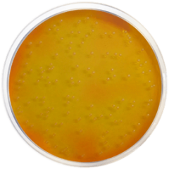 MANNITOL SALT AGAR (M.S.A.) (Eur. Pharma.) 500 grams/bottle