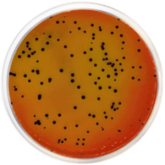 VOGEL-JOHNSON AGAR 500 grams/bottle