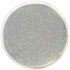 NUTRIENT AGAR (UNE-EN 12780) 500 grams/bottle