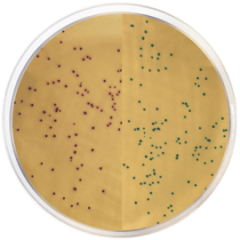 MRSA Agar Modified CHROMOGENIC 500 grams/bottle