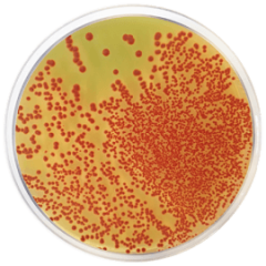 TTC CHAPMAN AGAR (SO 9308-1 500 grams/bottle