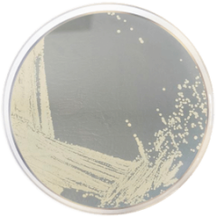 DNASE TEST AGAR 500 grams/bottle