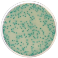 MRSA Agar CHROMOGENIC 500 grams/bottle