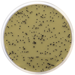 TSC AGAR BASE (ISO 7937) 500 grams/bottle