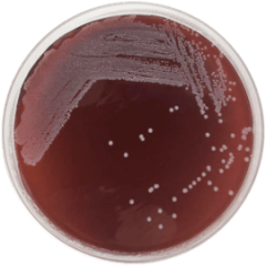 TRYPTOSE BLOOD AGAR BASE 500 grams/bottle