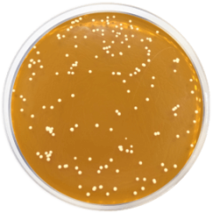 DERMATOPHYTES AGAR BASE 500 grams/bottle