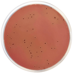 SALMONELLA SHIGELLA MODIFIED AGAR 500 grams/bottle