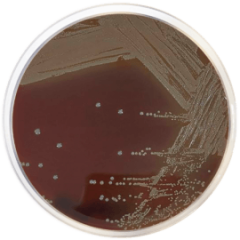 EUGON AGAR 500 grams/bottle