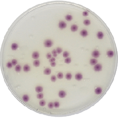 STANDARD METHODS CHROMOGENIC AGAR (PCA) 500 grams/bottle