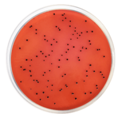 XLD AGAR (ISO 6579) 500 grams/bottle