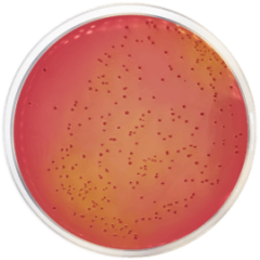 MACCONKEY AGAR WITH SORBITOL 500 grams/bottle