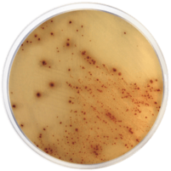 E. COLI 0157:H7 CHROMOGENIC AGAR BASE 500 grams/bottle