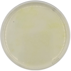 KING A MEDIUM (PSEUDOMONAS P AGAR) (USP) 500 grams/bottle