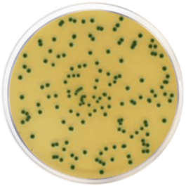【超貴重プロモ盤】 BACTERIA / LOST ENTEROBACTER SAKAZAKII ISOLATION AGAR CHROMOGENIC (ESIA) (ISO