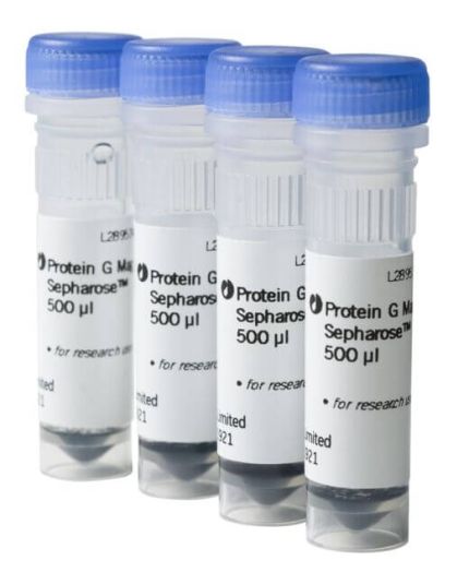 Protein G Mag Sepharose 1 x 500ul  (Store in Chiller at 2 to 8 Deg C)