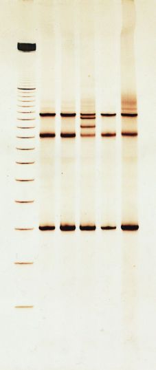 DNA SILVER STAINING KIT