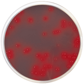 CLED AGAR WITH ANDRADE´S INDICATOR 500 grams/bottle