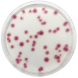 Klebsiella Chromogenic Agar Base 500 grams/bottle