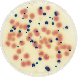 URINARY TRACT INFECTIONS CHROMOGENIC (UTIC) CHROMOGENIC 525 grams/bottle